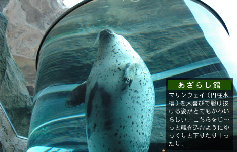 あざらし館