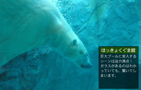 ほっきょくぐま館