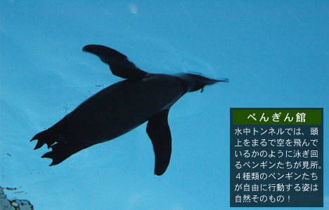 ぺんぎん館